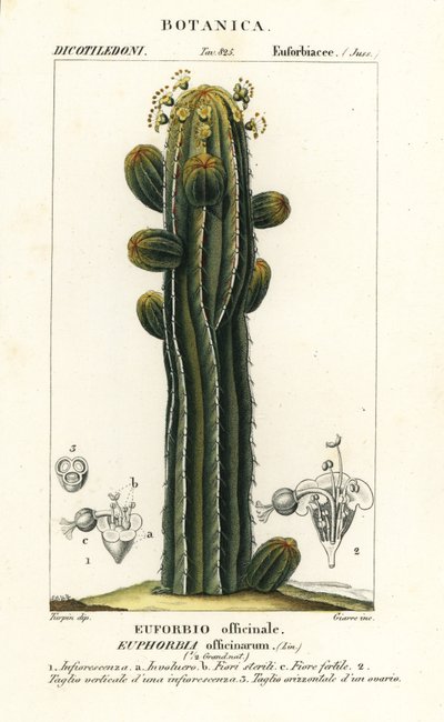 Euphorbia officinarum da Stanghi Stanghi