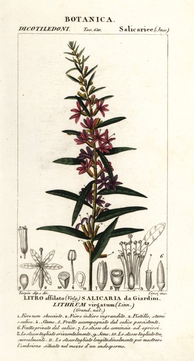 Salcerella europea, Lythrum virgatum da Stanghi Stanghi