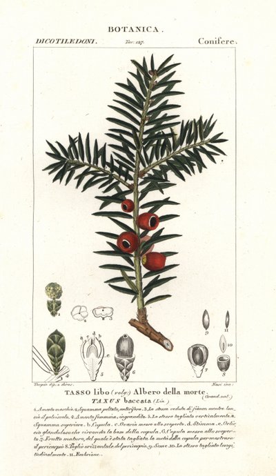 Tasso europeo, Taxus baccata da Stanghi Stanghi