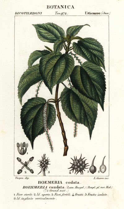 Falsa ortica, Boehmeria caudata da Stanghi Stanghi