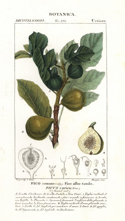 Fico e frutto, Ficus carica da Stanghi Stanghi