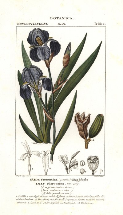 Iris fiorentino, Iris germanica var florentina da Stanghi Stanghi