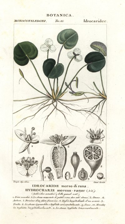 Erba rana, Hydrocharis morsus-ranae da Stanghi Stanghi