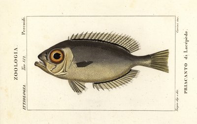 Occhi di vetro, Heteropriacanthus cruentatus da Stanghi Stanghi