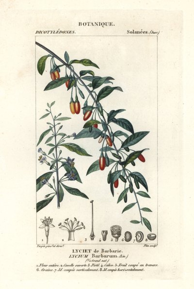 Bacca di goji, Lycium barbarum da Stanghi Stanghi