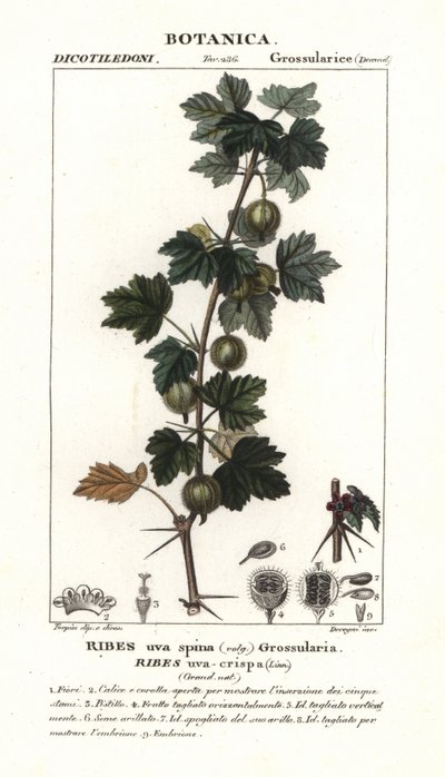 Uva spina, Ribes uva-crispa da Stanghi Stanghi