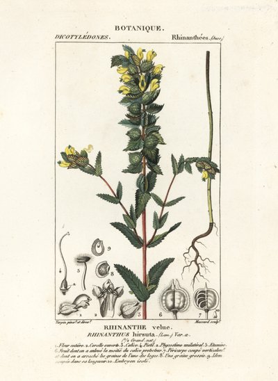 Rhinanthus alectorolophus da Stanghi Stanghi