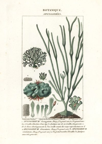 Alghe verdi specie Spongodium da Stanghi Stanghi