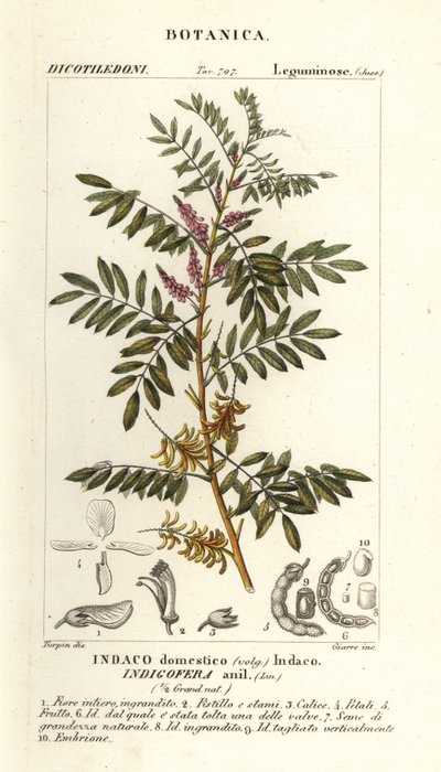 Indaco guatemalteco, Indigofera suffruticosa da Stanghi Stanghi