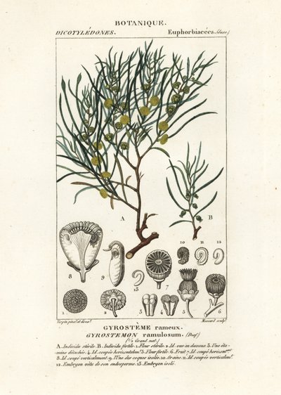 Albero di Gyrostemon ramulosus da Stanghi Stanghi