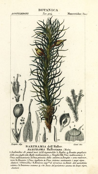 Muschio di mela di Haller, Bartramia halleriana da Stanghi Stanghi