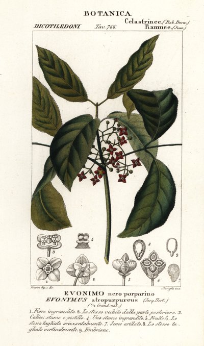Euonymus hamiltonianus da Stanghi Stanghi