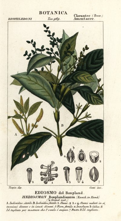 Hedyosmum bonplandianum da Stanghi Stanghi