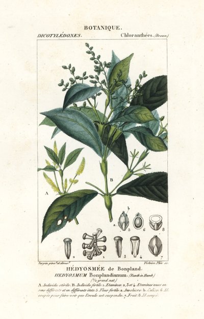 Hedyosmum bonplandianum, Kunth da Stanghi Stanghi