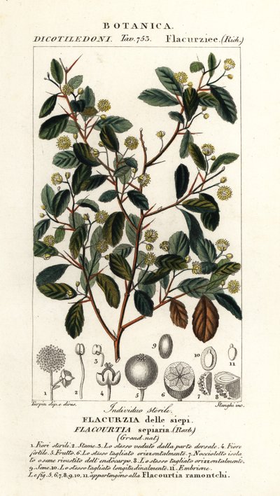 Prugna indiana, Flacourtia indica da Stanghi Stanghi
