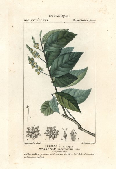 Homalium racemosum da Stanghi Stanghi