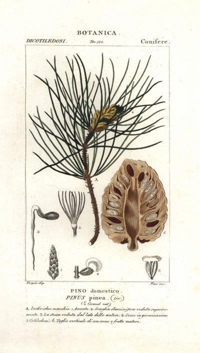 Pino domestico, Pinus pinea da Stanghi Stanghi