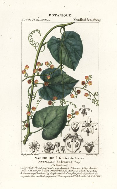 Fevillea cordifolia da Stanghi Stanghi