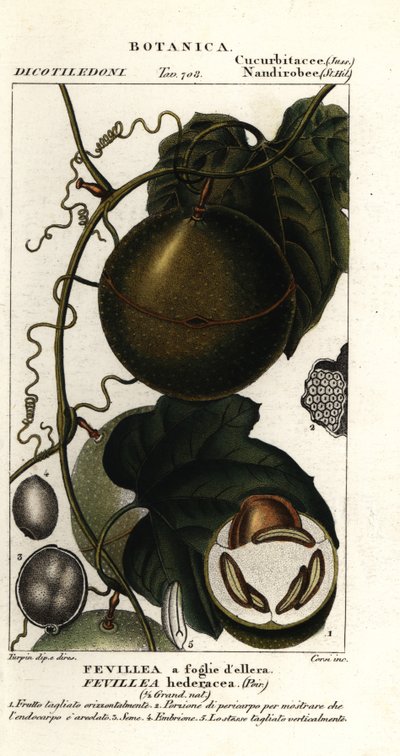 Frutto di javillo o caccoon antidoto, Fevillea cordifolia da Stanghi Stanghi