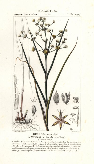 Juncus articulatus da Stanghi Stanghi