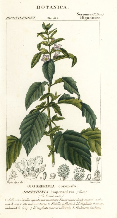 Josephinia imperatricis da Stanghi Stanghi
