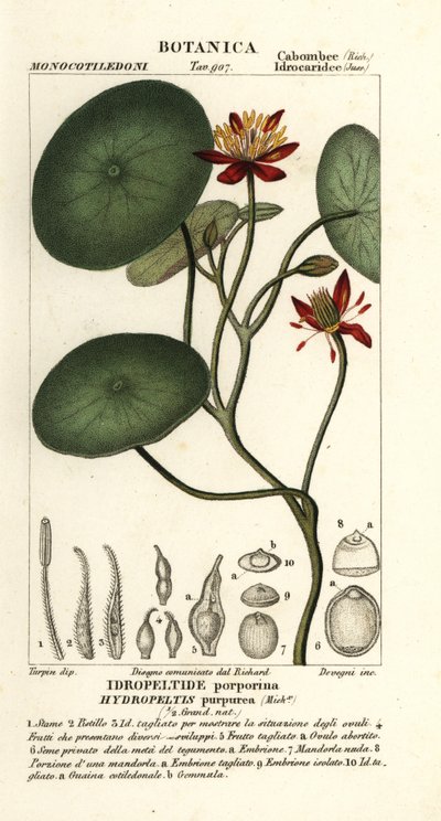 Junsai, Brasenia schreberi da Stanghi Stanghi