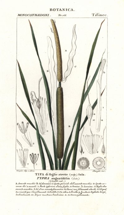 Giunco minore, Typha angustifolia da Stanghi Stanghi