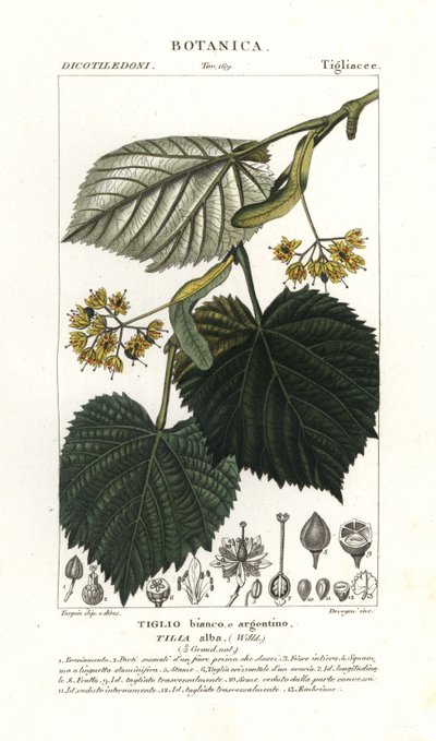 Tiglio o albero di tiglio, Tilia alba da Stanghi Stanghi