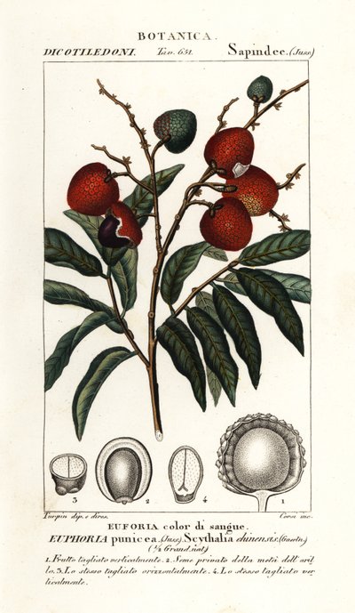 Frutto di litchi, Litchi chinensis da Stanghi Stanghi