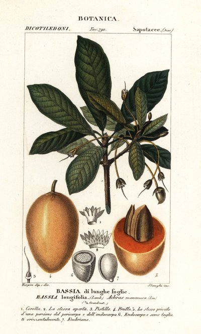 Albero di Mahuwa, Madhuca longifolia da Stanghi Stanghi