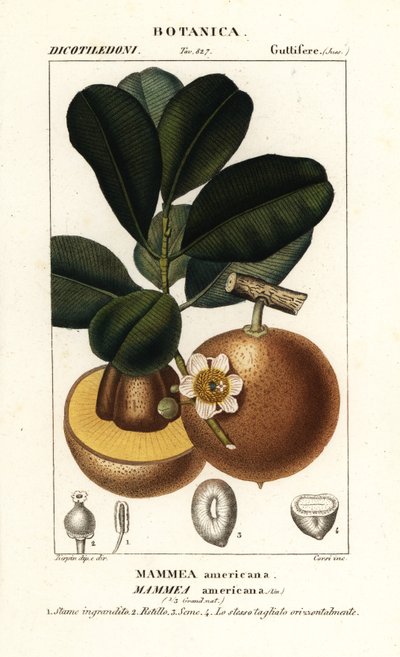 Mammea americana da Stanghi Stanghi