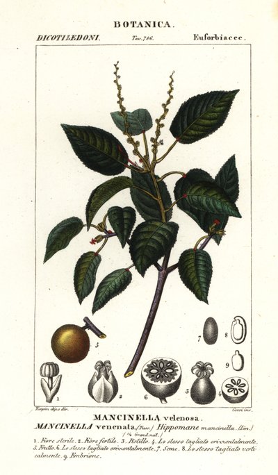 Manchineel o albero di mela da spiaggia, Hippomane mancinella da Stanghi Stanghi