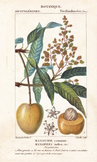 Frutto di mango e sezione, Mangifera indica da Stanghi Stanghi