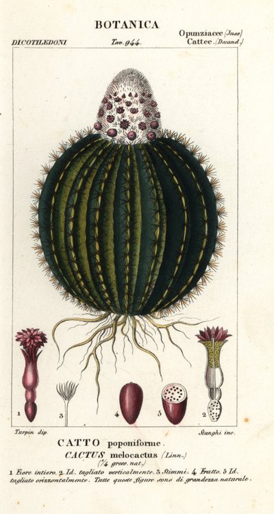Cactus melone, Melocactus caroli-linnaei da Stanghi Stanghi