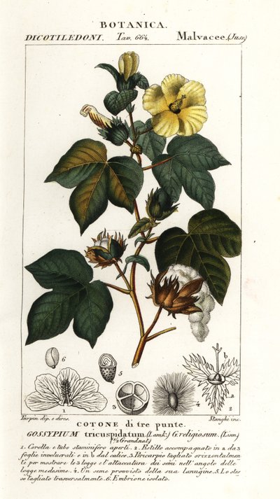 Cotone messicano, Gossypium hirsutum da Stanghi Stanghi
