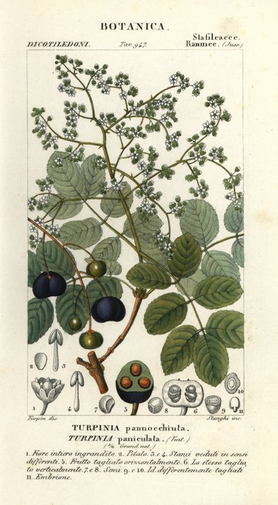 Muttonwood, Turpinia occidentalis da Stanghi Stanghi