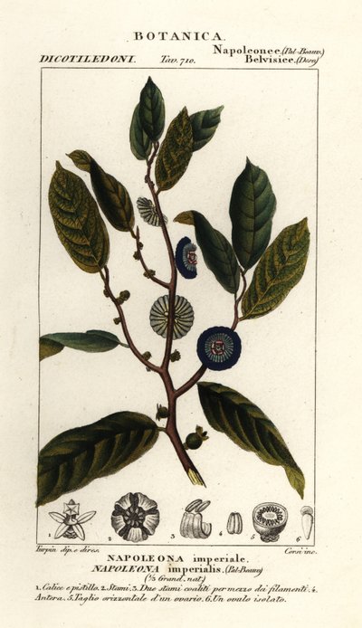 Napoleonaea imperialis da Stanghi Stanghi