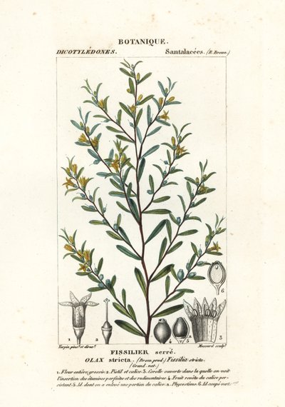 Olax stricta da Stanghi Stanghi