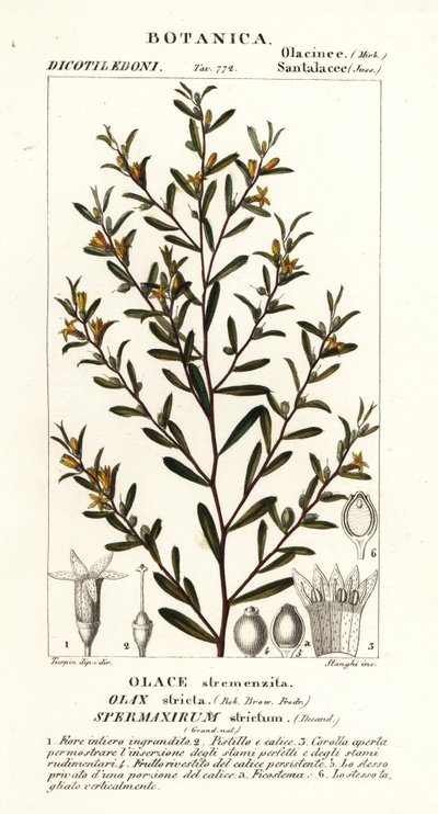 Olax stricta da Stanghi Stanghi
