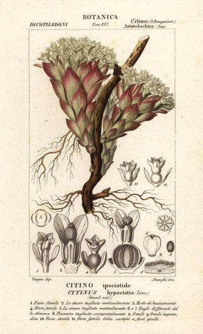Pianta parassita, Cytinus hypocistis da Stanghi Stanghi