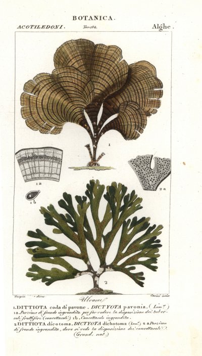 Coda di pavone, Padina pavonica 1, e Dictyota dichotoma 2 da Stanghi Stanghi
