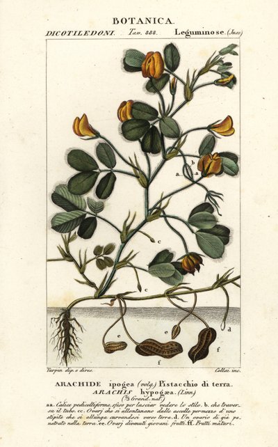 Arachide, Arachis hypogaea da Stanghi Stanghi