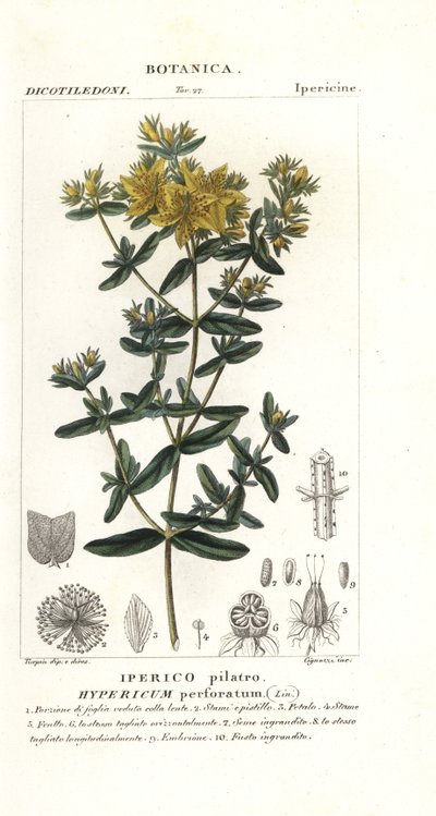 Iperico, Hypericum perforatum da Stanghi Stanghi