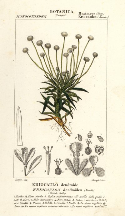 Paepalanthus dendroides da Stanghi Stanghi