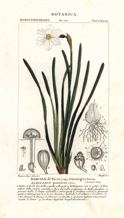 Narciso dei poeti, Narcissus poeticus da Stanghi Stanghi