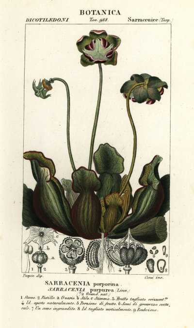 Pianta carnivora viola, Sarracenia purpurea da Stanghi Stanghi