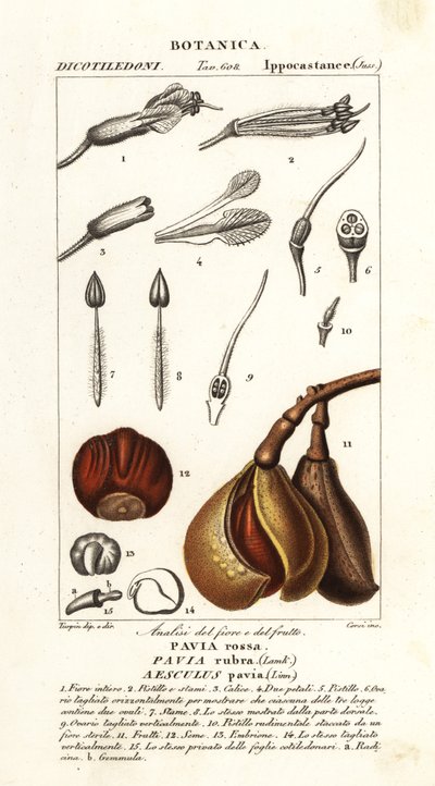 Ippocastano rosso, Aesculus pavia da Stanghi Stanghi