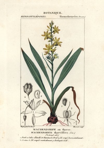 Radice rossa, Wachendorfia thyrsiflora da Stanghi Stanghi
