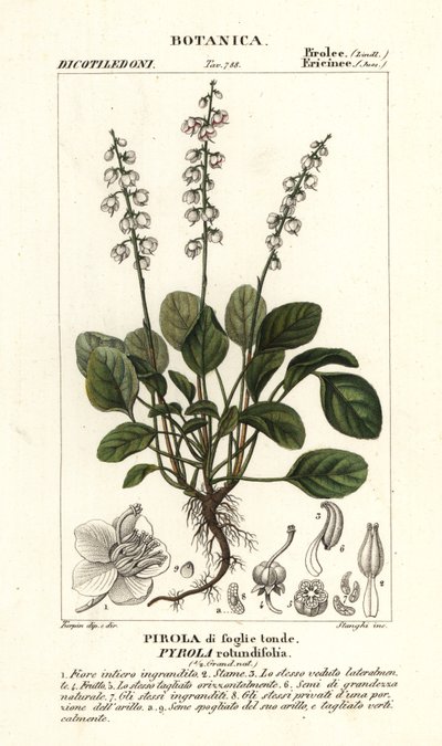 Pirole a foglie rotonde, Pyrola rotundifolia da Stanghi Stanghi
