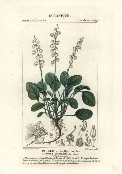 Pyrola rotundifolia da Stanghi Stanghi
